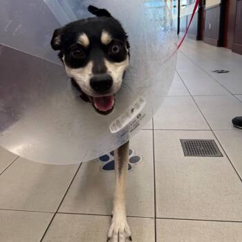 Mixed Breed Dogs Available for Adoption - Stencil | PetCurious