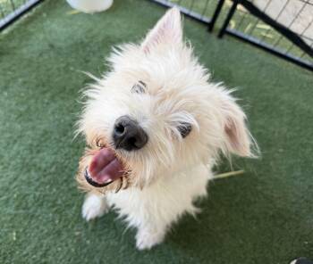 Romy -  Schnauzer Dog Available for Adoption in Canutillo, Texas - Romy | PetCurious