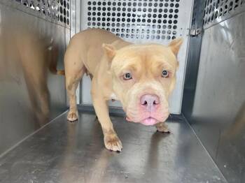 MAY -  Pit Bull Terrier Dog for Adoption in Rowlett, Texas - MAY | PetCurious