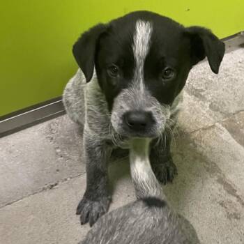Zeus -  Cattle Dog and Mixed Breed Dog for Adoption in Spokane, Washington - Zeus | PetCurious
