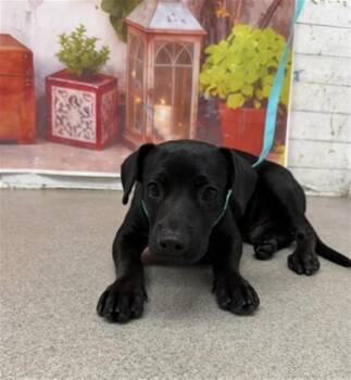 Labrador Retriever and Mixed Breed Dogs Available for Adoption in San Bernardino, California - ZUMA | PetCurious