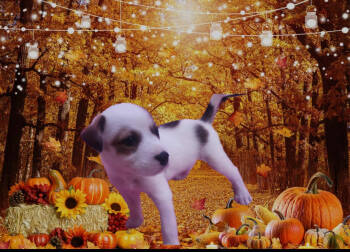 Rescue Labrador Retriever Dogs for Adoption in Jefferson, New Jersey - Theo | PetCurious