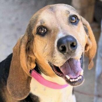Treeing Walker Coonhound Dogs Available for Adoption - Galaway Girl (CA) | PetCurious