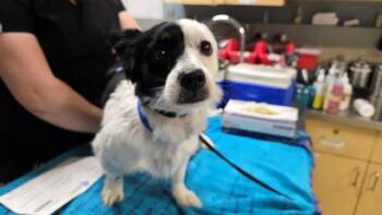 A1871258 -  Border Collie Dog for Adoption in Riverside, California - A1871258 | PetCurious