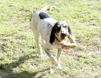Dulcie -  English Coonhound Dog for Adoption in Westminster, Maryland - Dulcie | PetCurious