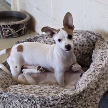 Chihuahua Dogs Available for Adoption - Lady Bug | PetCurious