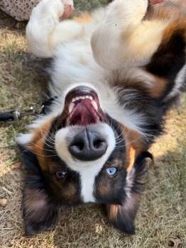 Cayenne -  Australian Shepherd Dog for Adoption in Minneapolis, Minnesota - Cayenne | PetCurious