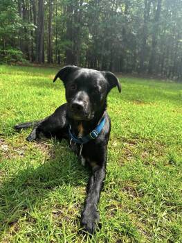 Boogie -  Mixed Breed Dog for Adoption in Shelburne, Vermont - Boogie | PetCurious