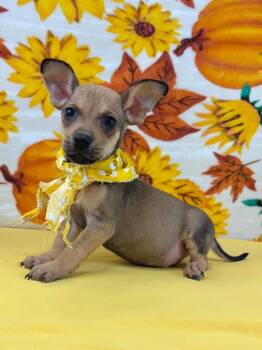 Mighty -  Chihuahua Dog for Adoption in Nacogdoches, Texas - Mighty | PetCurious