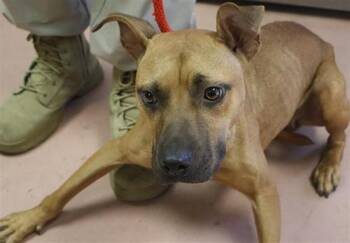 MAGGIE -  Mixed Breed Dog for Adoption in Columbia, South Carolina - MAGGIE | PetCurious