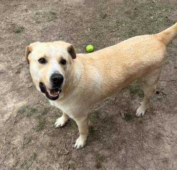 ActionJaxon -  Mixed Breed Dog for Adoption in Covington, Louisiana - ActionJaxon | PetCurious