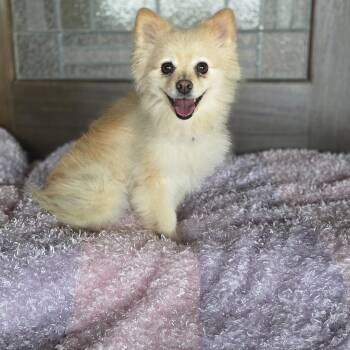 Dutchess -  Pomeranian Dog for Adoption in Boerne, Texas - Dutchess | PetCurious