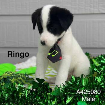 Labrador Retriever Dogs Available for Adoption - Ringo | PetCurious
