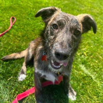 Jett -  Terrier Dog for Adoption in Valparaiso, Indiana - Jett | PetCurious