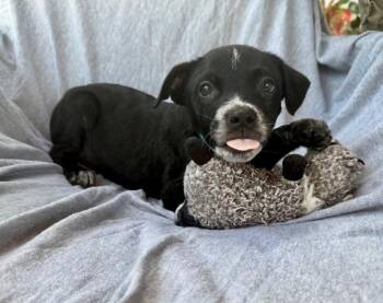 Pebbles -  Mixed Breed Dog for Adoption in Murray, Kentucky - Pebbles | PetCurious