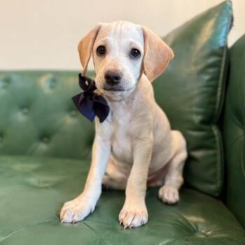 Derek Daydream Ridgemont -  Chihuahua and Labrador Retriever Dog for Adoption in Friendswood, Texas - Derek Daydream Ridgemont | PetCurious