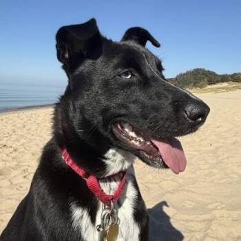 Finn -  Mixed Breed Dog for Adoption in Lansing, Michigan - Finn | PetCurious
