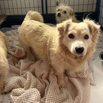 Banjo -  Terrier Dog for Adoption in San Diego, California - Banjo | PetCurious