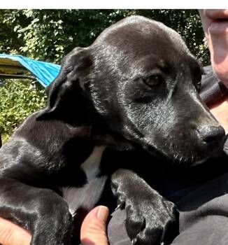 Rescue Black Labrador Retriever Dogs for Adoption in Roswell, Georgia - Lyla | PetCurious