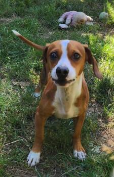 Rescue Dachshund Dogs for Adoption in Graham, Washington - DUDLEY | PetCurious