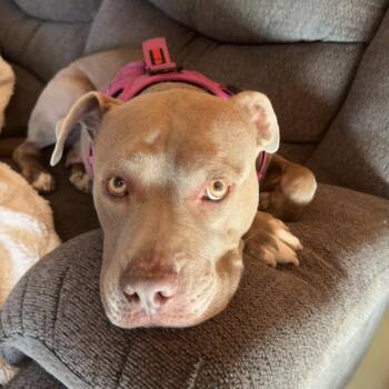 Laila -  Pit Bull Terrier Dog for Adoption in Chicago, Illinois - Laila | PetCurious