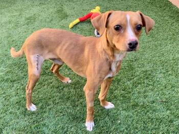 Chihuahua Dogs Available for Adoption - URGENT! SAVE ME PLEASE! Norbert #A549209 | PetCurious