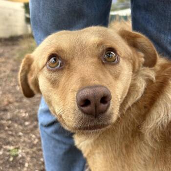 Arabelle -  Mixed Breed Dog for Adoption in Flagstaff, Arizona - Arabelle | PetCurious