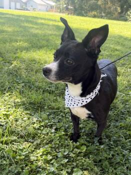 Precious Angel -  Jack Russell Terrier Dog for Adoption in Upper Sandusky, Ohio - Precious Angel | PetCurious