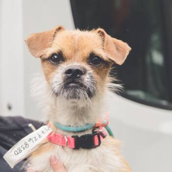 Little Henry -  Terrier Dog for Adoption in Columbia, Maryland - Little Henry | PetCurious