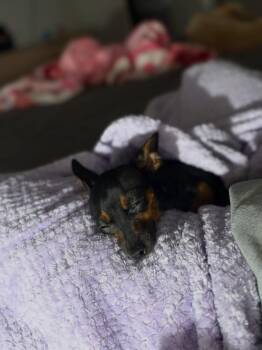 Freida -  Miniature Pinscher Dog for Adoption in Orlando, Florida - Freida | PetCurious