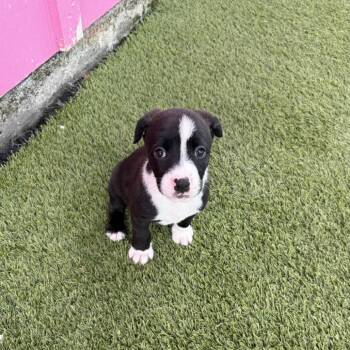 Mixed Breed Dogs Available for Adoption in Loxahatchee Groves, Florida - Raisin Bran 3190 | PetCurious