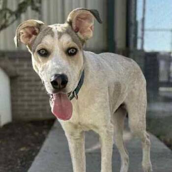 Rescue Feist and Retriever Dogs for Adoption in The Colony, Texas - Wyatt | PetCurious