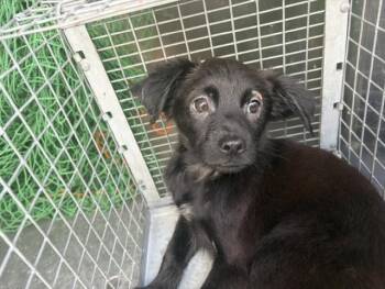 A186865 -  Chihuahua and Mixed Breed Dog for Adoption in Pasadena, Texas - A186865 | PetCurious
