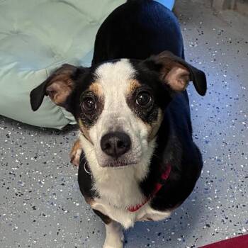 Chihuahua and Corgi Dogs Available for Adoption in Yankton, South Dakota - Darryl | PetCurious