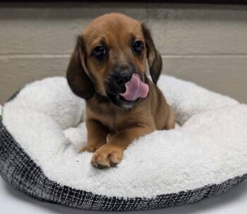 Acorn -  Beagle Dog for Adoption in Kimberlin Heights, Tennessee - Acorn | PetCurious
