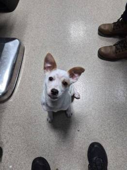 WINNIE -  Mixed Breed Dog for Adoption in Holbrook, New York - WINNIE | PetCurious