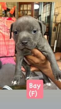 American Staffordshire Terrier Dogs Available for Adoption in San Diego, California - Ocean