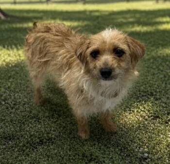 Yorkshire Terrier Dogs Available for Adoption in Orland Hills, Illinois - Whiskey | PetCurious