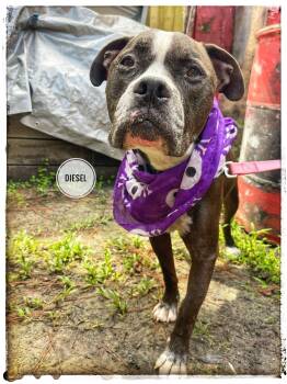 Diesel -  American Staffordshire Terrier Dog for Adoption in Sebring, Florida - Diesel | PetCurious