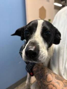 Corbin -  Australian Cattle Dog Blue Heeler and Mixed Breed Dog for Adoption in Seneca, South Carolina - Corbin | PetCurious