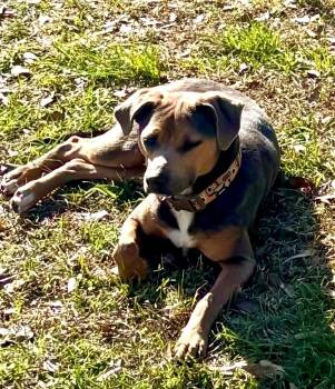 Deena -  Hound and Black Mouth Cur Dog for Adoption in Syracuse, New York - Deena | PetCurious