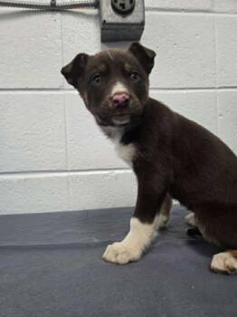 Husky and Labrador Retriever Dogs Available for Adoption - Doc | PetCurious