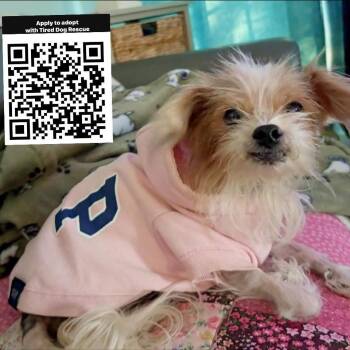 Yorkshire Terrier Dogs Available for Adoption - El | PetCurious