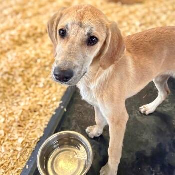 Hound and Terrier Dogs Available for Adoption in Bloomfield, Connecticut - Dodger | PetCurious