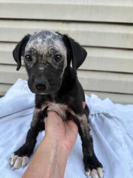 Emmy -  Mixed Breed Dog for Adoption in Little Rock, Arkansas - Emmy | PetCurious