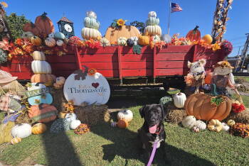 Rescue Labrador Retriever Dogs for Adoption in Thomasville, North Carolina - Blue Goose | PetCurious