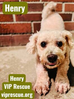Henry / Holiday -  Bichon Frise and Poodle Dog for Adoption in Redington Beach, Florida - Henry / Holiday | PetCurious