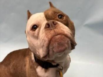 Nova -  Pit Bull Terrier and Mixed Breed Dog for Adoption in Golden Valley, Minnesota - Nova | PetCurious