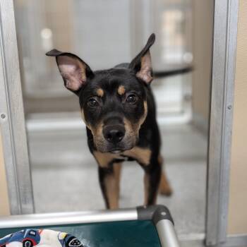 Yuma -  Mixed Breed Dog for Adoption in St. Augustine, Florida - Yuma | PetCurious