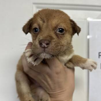Mixed Breed Dogs Available for Adoption in Columbia, South Carolina - Ozzie | PetCurious